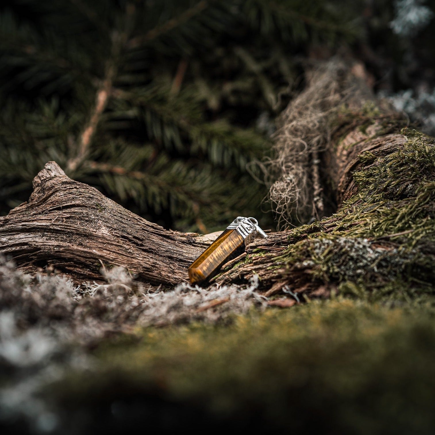 Stenhänge, Tigeröga